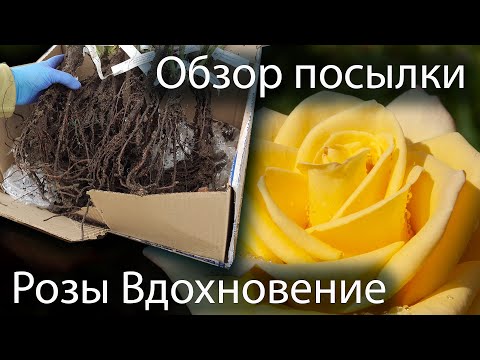 Видео: Посылка Питомник Розы Вдохновение - Обзор