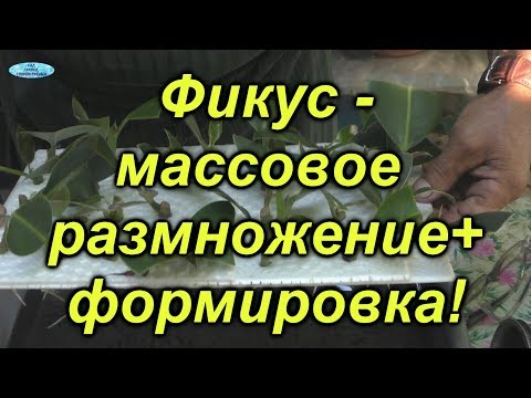 Видео: Фикус. Как легко можно размножить фикус в больших количествах!