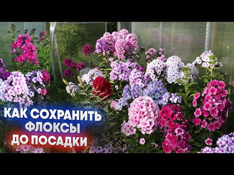 Видео: Как сохранить флоксы до посадки