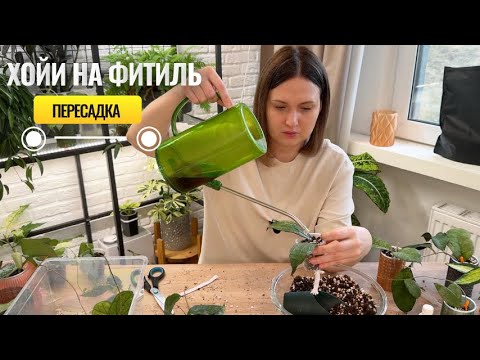 Видео: Хойи на фитиль. Большая пересадка.