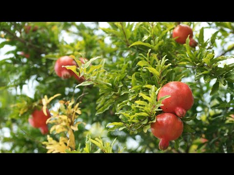 Видео: Сад Огород на Кубани, что растет ,особенности Садоводства