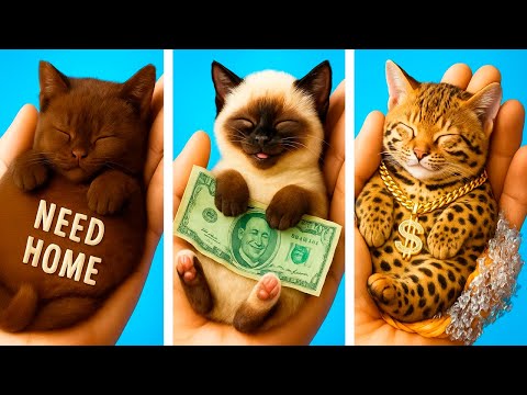 Видео: 😿Грустную кошечку проигнорировали… Теперь она богаче, чем кошачья королева?! КОШКА против СОБАКИ🐾✨