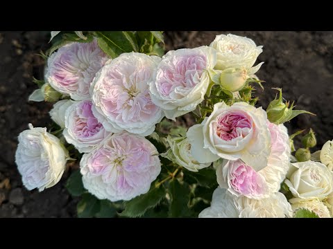 Видео: Начало цветения 2025  в розовом питомнике maryroses