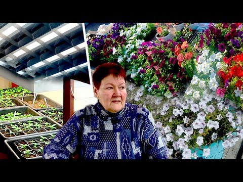 Видео: 📌ПЕТУНИИ 2019: 8 ШАГОВ К ЗДОРОВОЙ РАССАДЕ!🌱