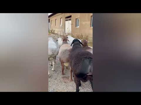 Видео: 1 ноября 2025 г.