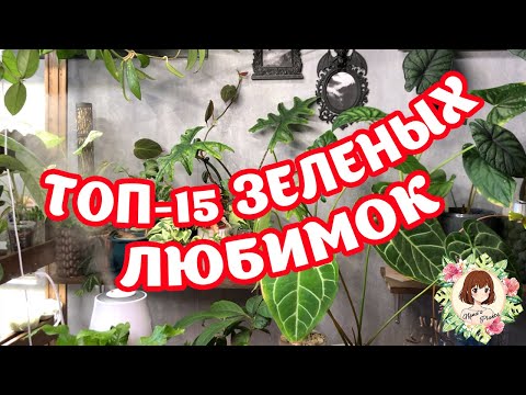 Видео: ТОП-15 РАСТЕНИЙ: ПОХИТИТЕЛИ ВЗГЛЯДОВ ❤️😊 #обзор #растения #топ