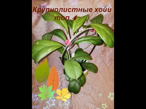 Видео: Крупнолистные хойи топ 4