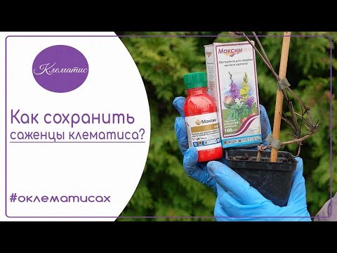 Видео: 🌺 Как сохранить саженцы клематиса в помещении? Советы от Нины Петруши и канала Клематис TV
