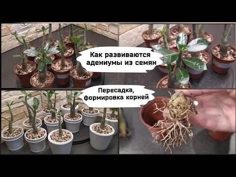 Видео: Как развиваются адениумы из семян.Пересадка, формировка корней и  кроны.