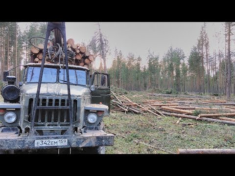Видео: Урал лесовоз Подбор леса в Сосновом Бору...