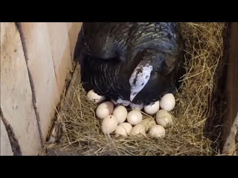 Видео: Индейка села на гнездо/ Ждём индюшат через месяц/Открыли инкубационный сезон!