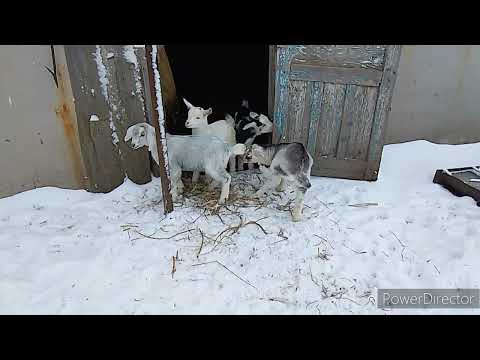 Видео: Козлятки.
