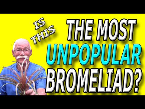 Видео: Это самое непопулярное семейство бромелиевых?