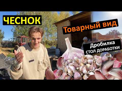 Видео: Товарный вид ЧЕСНОКА, калибратор и дробилка со столом доработки