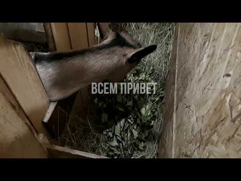 Видео: Как выглядит коза в 3 месяца беременности.