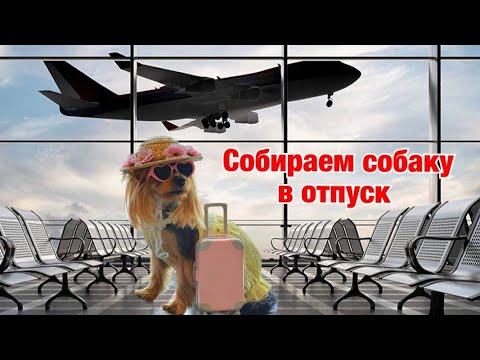 Видео: Собираем собаку на море // Проблемы с оформлением документов для собаки