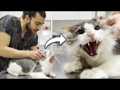 Видео: Прививка агрессивным кошкам! (Он разозлился на меня)