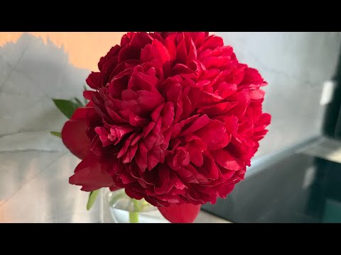 Видео: 38. Новое хобби. Раскраски. 