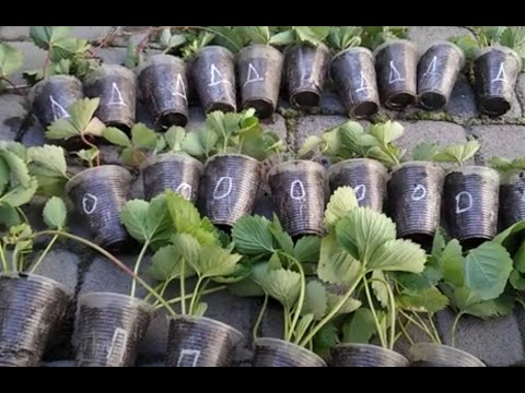 Видео: Коли висаджують 🍓🍓🍓 #сорти #полуниці #КСД ? Осінні #саджанці #замовлення #вирощування #суниця #дача 