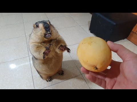 Видео: сурок возбуждается и бросается, когда манго появляется перед его глазами
