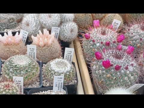Видео: Посещение кактусной теплицы Андреаса Весснера в Германии.Обзор кактусов.
