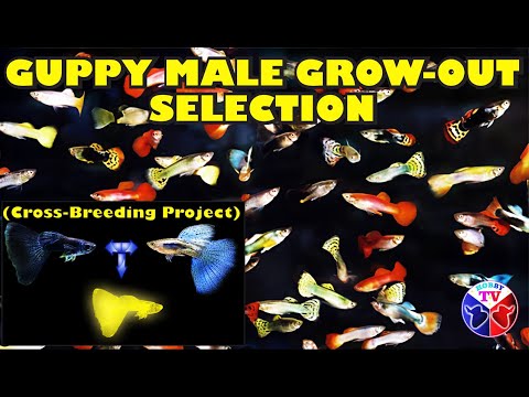 Видео: Выбор рыбок гуппи: выращивание | Обновление по скрещиванию