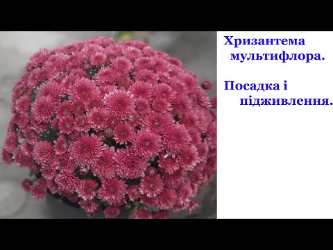 Видео: Хризантема Мультифлора висадка і підживлення.Які добрива я використовую ,щоб  отримали гарний кущ.