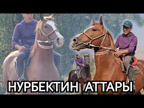Видео: Нурбектин аттары Ноокатта 