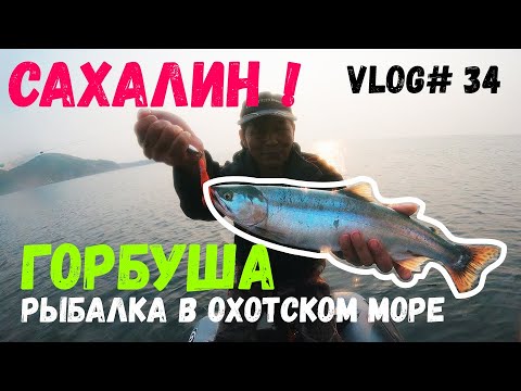 Видео: ЛОВИМ ГОРБУШУ В МОРЕ | Сахалинская раздача