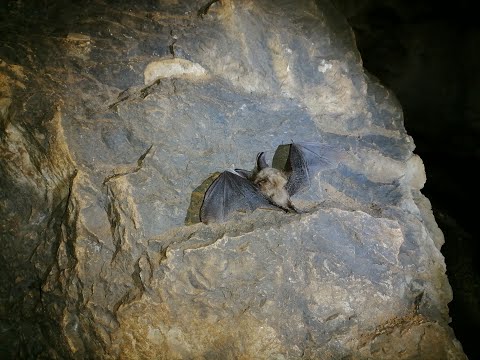 Видео: Пещера Кашкулакская.