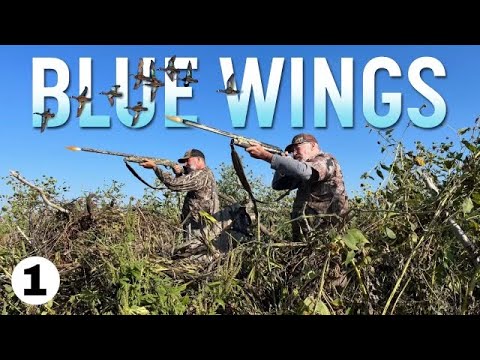 Видео: День открытия охоты на чирков 2023 года / Синекрылые птицы появились и отлично заманили!