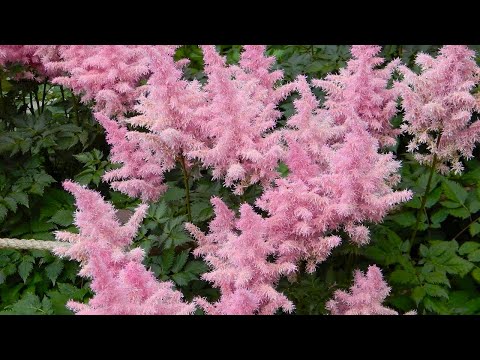 Видео: АСТИЛЬБЫ. БЕСПЛАТНЫЙ ПОСАДОЧНЫЙ МАТЕРИАЛ. ДЕЛЕНИЕ И ПЕРЕСАДКА.