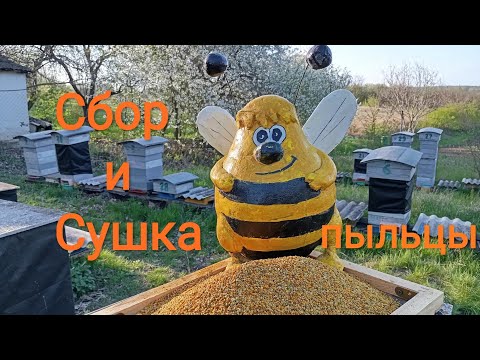 Видео: Цветочная пыльца и пчёлы. Сбор и сушка