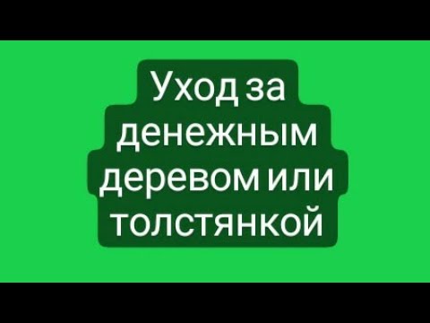 Видео: Уход за денежным деревом, она же толстянка или крассула овата.