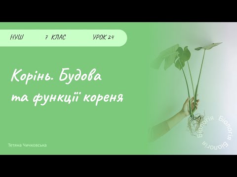 Видео: Корінь. Будова та функції кореня