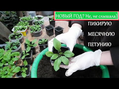 Видео: Готовлю "вкусный" грунт для месячных малышей сеянцев петунии и виолы. Ура! Сезон пикировки открыт)))