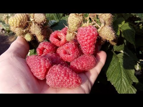 Видео: Лучшие сорта крупноплодной малины