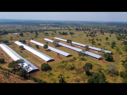 Видео: Моя невероятная ферма на 40 000 бройлерных цыплят!