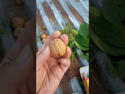 Видео: Чим обробляти бжіл від кліща вароа