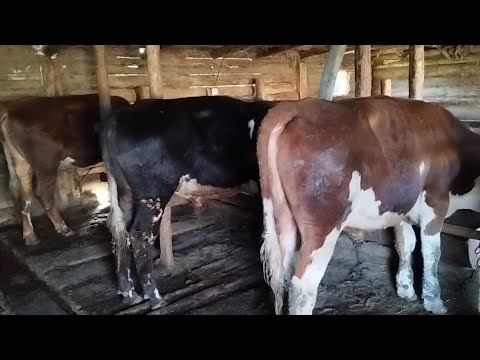 Видео: Ауыл тынысы.Бордақы бұқалар ,бройлер балапандары.Бос әңгіме.