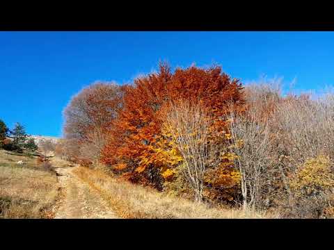 Видео: 1 ноября 2025 г.