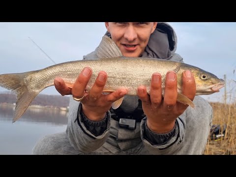 Видео: Рыбалка осенью. Ловля краснопёрки(Угай)! Рыбалка в Приморье!