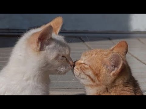 Видео: 😽Плейлист чтобы стать котиком 😽