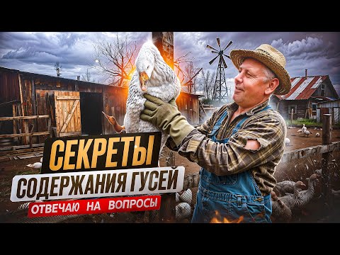 Видео: Секреты содержания ГУСЕЙ: отвечаю на вопросы #МоеПодворье