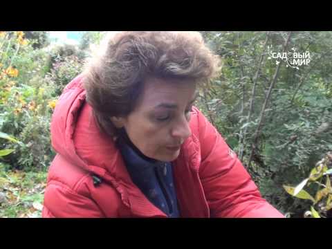 Видео: Как пересаживать флоксы. Сайт "Садовый мир"