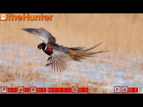 Видео: ♢ theHunter Classic ♢ All 10 Pheasant Missions ♢ все 10 миссий на Фазана за стрим ♢