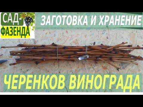 Видео: Виноград. Заготовка и хранение черенков винограда