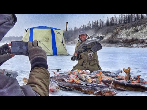 Видео: БЕЗУМНЫЙ КЛЁВ ПРОДОЛЖАЕТСЯ! РЕКОРДНЫЙ ОКУНЬ ГОРБАЧ, ЩУКИ, НАЛИМ!