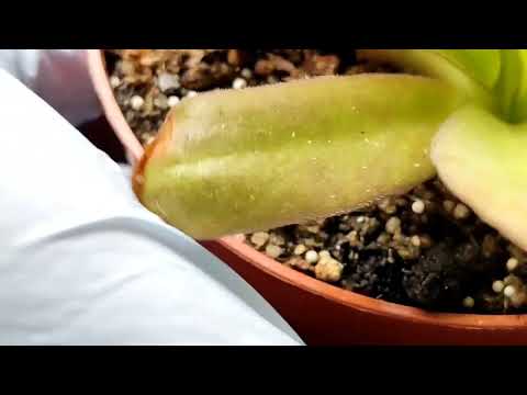 Видео: Как опылить цветы Pinguicula(Жирянки)?  Pollination of flowers Pinguicula.