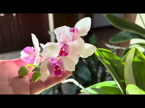 Видео: ЦВЕТЕНИЕ 🌸Ph. Prima Piano ДВА РАСТЕНИЯ И ТРИ ВАРИАНТА ЦВЕТЕНИЯ 🌺🌺🌺, Ph. AMALION 🦋🦋🦋